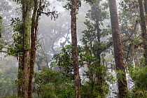 Tropical mountainous rainforest cloudforest in the highlands, Los Quetzales National Park, Rio Savegre valley, Costa Rica