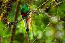 Resplendent quetzal (Pharomachrus mocinno) male perched Los Quetzales National Park, Savegre river valley, Costa Rica