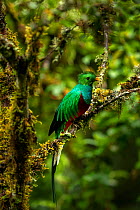 Resplendent quetzal (Pharomachrus mocinno) male perched Los Quetzales National Park, Savegre river valley, Costa Rica