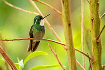 Grey-tailed mountain gem hummingbird (Lampornis cinereicauda) Los Quetzales National Park, Costa Rica