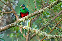 Resplendent quetzal (Pharomachrus mocinno) male eating an avocado Los Quetzales National Park, Savegre river valley, Costa Rica