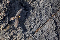 Bearded vulture (Gypaetus barbatus) in flight in front of a vertical mountain side  Leukerbad, Wallis, Valais, Switzerland,  March