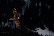 Bearded vulture (Gypaetus barbatus) in flight over forests on the mountain sides  Leukerbad, Wallis, Valais, Switzerland,  March