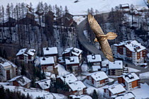 Bearded vulture (Gypaetus barbatus) in flight over Leukerbad, a little town in the Alps  Leukerbad, Wallis, Valais, Switzerland,  March