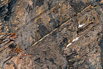 Bearded vulture (Gypaetus barbatus) perched on a rock in its mountain environment  Leukerbad, Wallis, Valais, Switzerland,  March