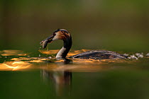 Great crested grebe (Podiceps cristatus) adult with freshly caught fish. Tench (Tinca tinca) to feed to its young chick, Valkenhorst Nature Reserve, Valkenswaard, The Netherlands, June