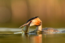 Great crested grebe (Podiceps cristatus) adult with Pumpkinseed sunfish (Lepomis gibbosus) caught to feed to one of its young. The fish species is an introduced invasive species from North America, Va...