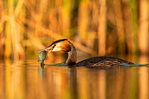 Great crested grebe (Podiceps cristatus) adult with Pumpkinseed sunfish (Lepomis gibbosus) caught to feed to one of its young. The fish species is an introduced invasive species from North America. Va...