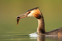 Great crested grebe (Podiceps cristatus) with Perch (Perca fluviatilis) caught to feed to its young chicks, Valkenhorst Nature Reserve, Valkenswaard, The Netherlands, August.