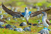 Blue-footed booby (Sula nebouxii), male courtship &#39;Salute&#39; landing. South coast, Santa Cruz Island, Galapagos.