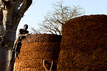 Somba man using mud to repair wall of family&#39;s takyenta, a traditional mud house. Land of the Batammariba, Benin, 2020.