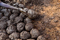 Balls of mud used by Somba family to repair their traditional mud house, Land of the Batammariba, Benin, 2020.
