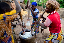 Taneka women grinding yams in a traditional mortar. Benin, 2020.