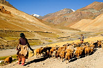 Two shepherds herding flock of goats and sheep in mountains. At altitude of 4100m. Photaksar, Ladakh, India. September 2011.