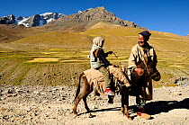 Grandfather with grandson on donkey, mountain in background. Photaksar village at an altitude of 4100m. Ladakh, India. September 2011.