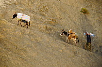 Man and two donkeys carrying goods up steep slope to Lingshed Monastery, Zanskar, Ladakh, India. September 2011.