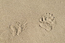 Asian black bear (Ursus thibetanus) footprints in sand. On shore of Zanskar River at an altitude of approximately 3400m. Ladakh, India. September.