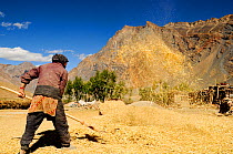 Woman threshing by throwing straw into air with rake, in valley surrounded by mountains. At an altitude of 3730m. Zanskar Valley, Ladakh, India. September 2011.