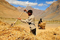 Man raking straw, another man collecting straw up in background. In valley surrounded by mountains. At an altitude of 3730m. Pishu, Zanskar Valley, Ladakh, India. September 2011.