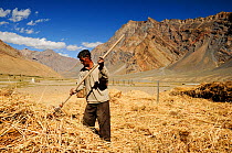Man raking straw in valley, surrounded by mountains. At an altitude of 3730m. Pishu, Zanskar Valley, Ladakh, India. September 2011.