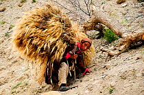 Ladakhi woman carrying cereal harvest on her back along slope, at altitude of 3900m. Honupatta, Ladakh, India. September 2011.