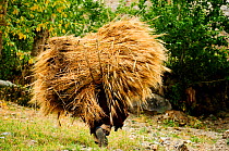 Rear view of Ladakhi woman carrying cereal harvest from fields on her back. At altitude of 3900m. Honupatta, Ladakh, India. September 2011.