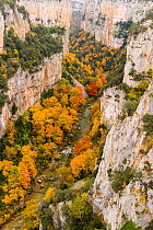 Arbaiun Gorge in autumn with yellow leaves on trees. Foz de Arbayun Natural Park, Salazar Valley, Navarre, Spain. November 2003. Sequence 3/4.