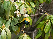Green tailed sunbird (Aethopyga nipalensis) nectaring on blossom. North Sikkim, India. April.