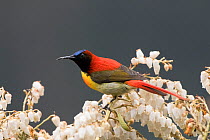 Fire-tailed sunbird (Aethopyga ignicauda) perched amongst blossom. North Sikkim, India. April.