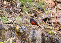 White capped river redstart (Chaimarrornis leucocephalus) perched on rocky slope. North Sikkim, India, April 2019