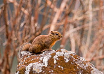 Orange-bellied Himalayan squirrel (Dremomys lokriah) on rock. North Sikkim, India. April.