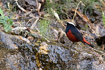Blue-fronted redstart (Phoenicurus frontalis) on rocky slope. North Sikkim, India. April.