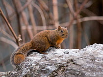 Orange-bellied Himalayan squirrel (Dremomys lokriah) on rock. North Sikkim, India. April.