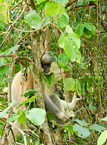 Capped langur (Trachypithecus pileatus) sitting in tree. Bhutan.