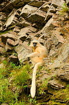 Golden langur (Trachypithecus geei) sitting on rockface. Bhutan.