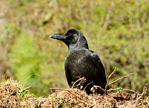 Large-billed crow (Corvus macrorhynchos). Bhutan.
