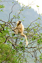 Golden langur (Trachypithecus geei) sitting in tree. Bhutan.