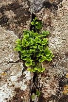 Asplenium ruta-muraria, growing in a crack in the wall surrounding Tintern Abbey, Monmouthshire, Wales, UK. April.
