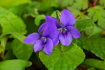 Common dog violet (Viola riviniana) Catbrook, Monmouthshire, April