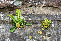 Rusty-back fern (Asplenium ceterach / Ceterach officinarum) growing on a stone wall. Catbrook, Monmouthire, Wales, UK. April.