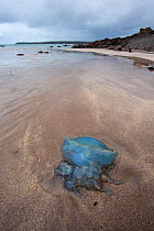 Barrel jellyfish (Rhizostoma pulmo) washed up onto West Angle beach, South Pembrokeshire, Wales, UK.