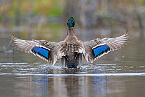 Mallard (Anas platyrhynchos) wings spread showing irridescent blue wing speculum, Acadia National Park, Maine, USA. May.