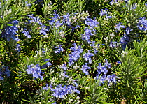 Trailing or creeping rosemary (Rosmarinus officinaris prostratus) blue flower on prostrate herb attractive to bees and other invertebrates, April