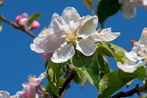 Wild crab apple (Malus sylvestris) large white to pink flowers and leaves in light woodland against a blue spring sky, Berkshire, England, UK, April,