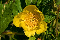 Ludlow&#39;s tree peony ( Paeonia ludlowii) young leaves and yellow saucer-shaped flowers, Berkshire, England, UK, April,
