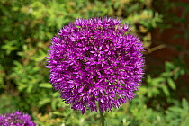 Allium hollandicum &#39;Purple Sensation&#39; sphericical purple crowded umbel of purple flowers in late spring garden, May, Berkshire