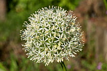 Allium stipitatum &#39;Mount Everest&#39; spherical white crowded umbel of small flowers in late spring , May, garden flower, Berkshire