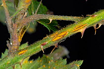 Blackberry rust (Kuehneola uredinis) lesions and orange spores on the stem of Bramble(Rubus fructicosus), Berkshire, England, UK, May