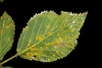 Blackberry rust (Kuehneola uredinis) lesions and orange spores on the underside of a Bramble (Rubus fructicosus) leaf, Berkshire, England, UK, May