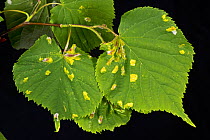 Blisters of Lime felt gall mite (Eriophyes leiosoma) on the upper surface of the young leaves of small-leaved lime (Tilia cordata)